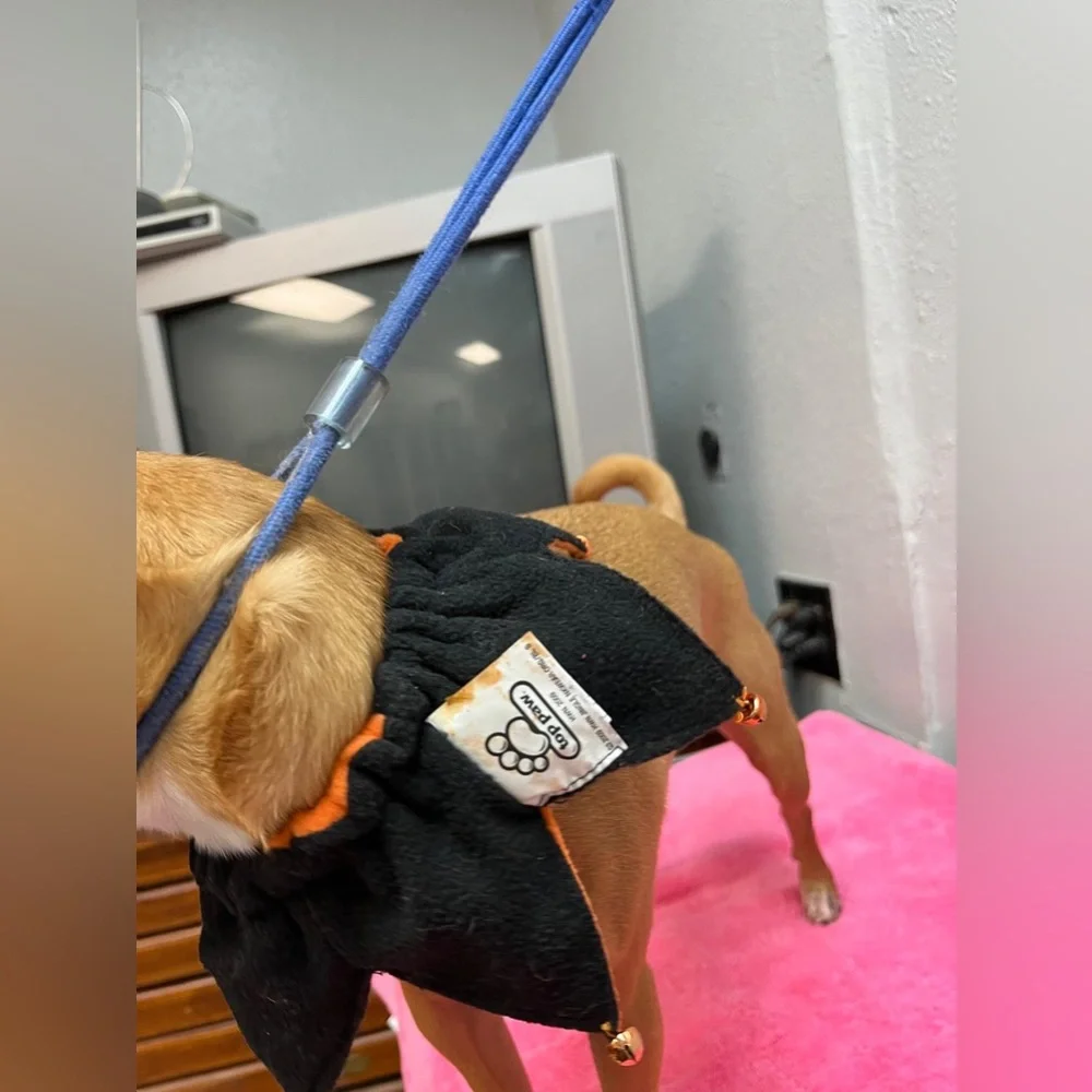 Halloween Orange and Black Dog Costume